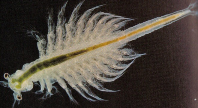 Loài vật thọ 10.000 năm, dù ‘tra tấn’ thế nào cũng vẫn sống trơ trơ ảnh 1