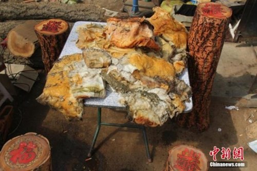 Nông dân đào trúng nấm quý giá 35 triệu đồng/kg ảnh 2