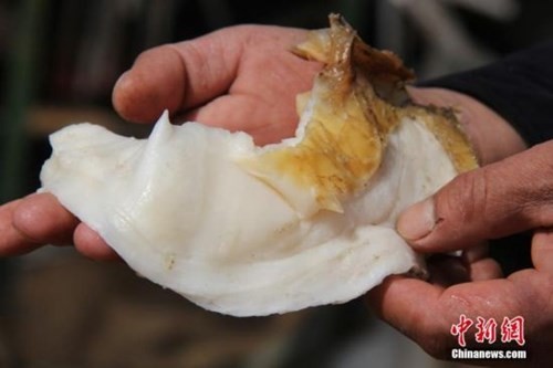 Nông dân đào trúng nấm quý giá 35 triệu đồng/kg ảnh 3