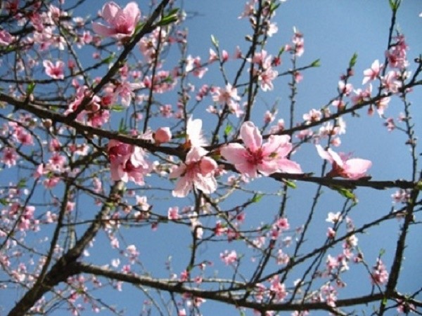 Dự báo thời tiết ngày 10/1: Miền Bắc nắng đẹp ảnh 1