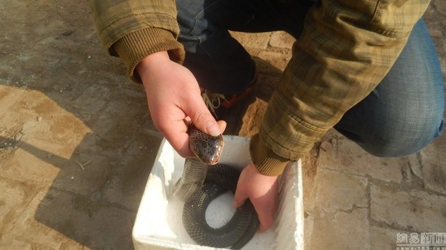 Hãi hùng cha cho rắn hổ mang cực độc cắn tay con gái để chữa bệnh ảnh 3