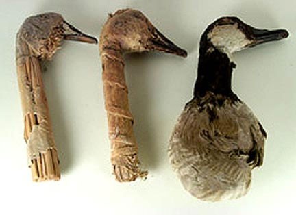 Sự thật về người khổng lồ tóc đỏ bí ẩn 'ăn thịt' đồng loại ảnh 2