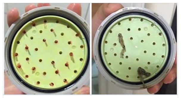 Rợn người khi thấy vật thể lạ rơi từ vòi hoa sen trong nhà trọ ảnh 1