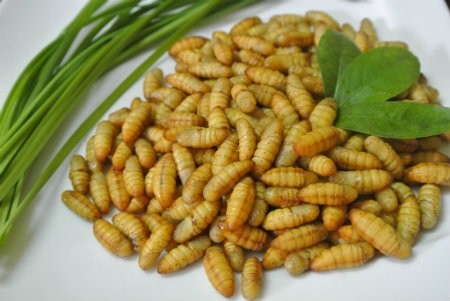 Những lỗi 'tày đình' cần tránh khi ăn nhộng tằm ai cũng phải biết ảnh 1