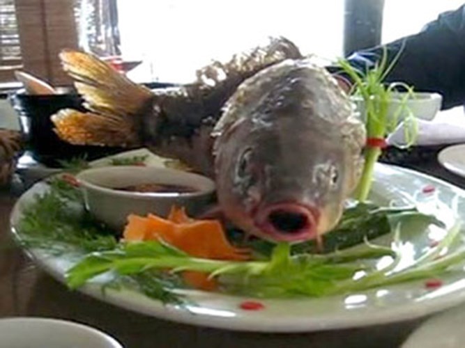 9 loài vật được khuyến cáo nên ‘ăn tươi nuốt sống’ ảnh 8