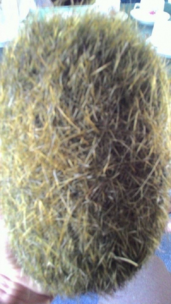 Mổ lợn thấy 'quả trứng vàng' nặng 0,9kg, nghi hàng chục tỷ ảnh 2