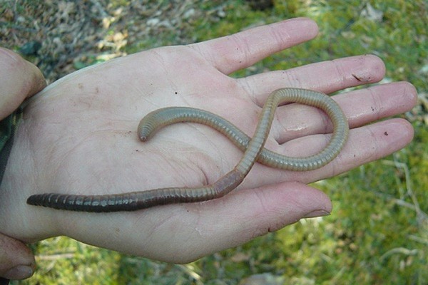 Kinh hoàng phát hiện giun đất 'khổng lồ' ảnh 1