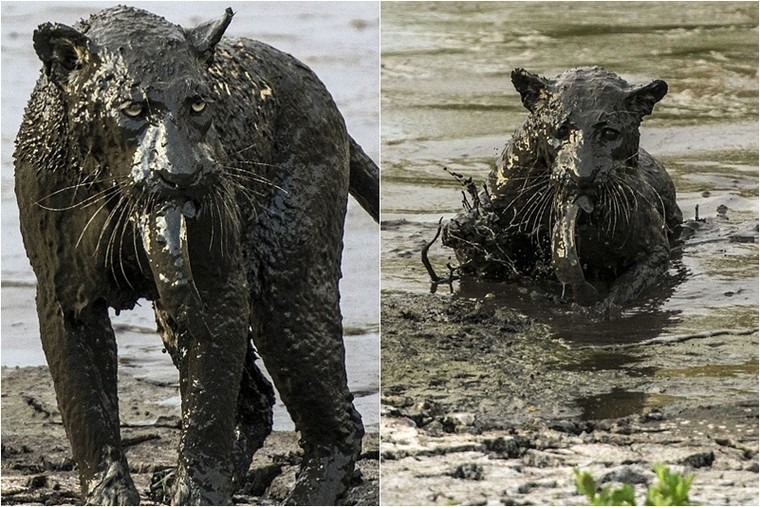 Báo đốm ‘biến dạng’ sau khi lặn ngụp sâu dưới bùn để bắt cá ảnh 1