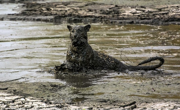 Báo đốm ‘biến dạng’ sau khi lặn ngụp sâu dưới bùn để bắt cá ảnh 7