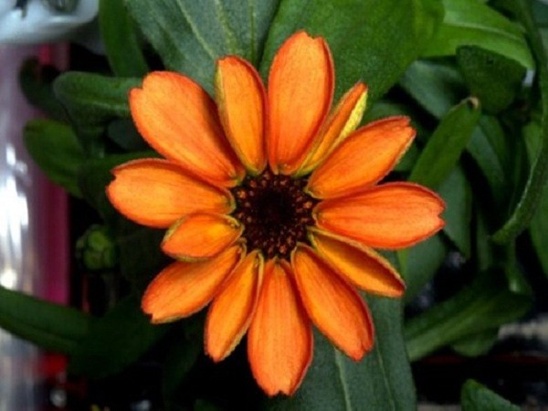 NASA công bố hình ảnh bông hoa đầu tiên nở trên trạm vũ trụ ISS ảnh 1