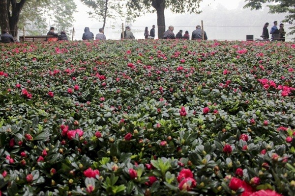 Ngắm Hà Nội rực rỡ cờ hoa dịp Đại hội Đảng 12 ảnh 5