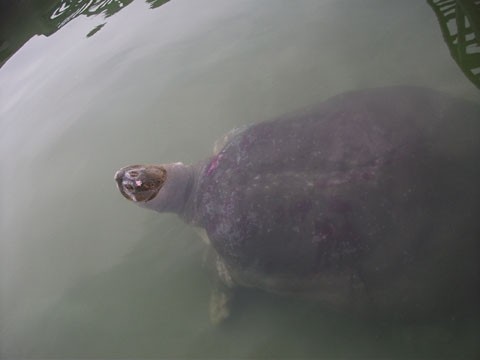 ‘Cụ’ rùa Hồ Gươm và lần vớt lưới trị bệnh đáng nhớ ảnh 4