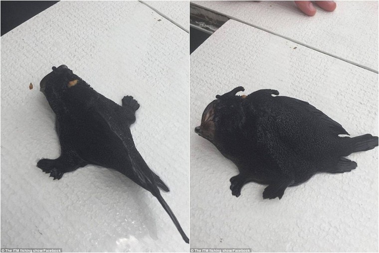 Bắt được ‘cá ếch đi bộ’ có nhát đớp nhanh nhất thế giới ảnh 1