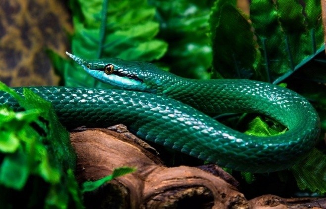 Cụ Rùa và những sinh vật bí ẩn trong lịch sử Việt Nam ảnh 8