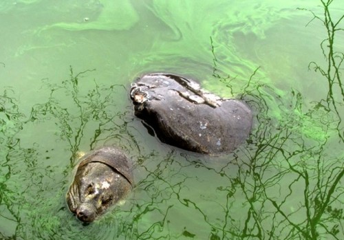 Cụ rùa Hồ Gươm qua đời - Hà Nội bàn cách bảo quản ảnh 1