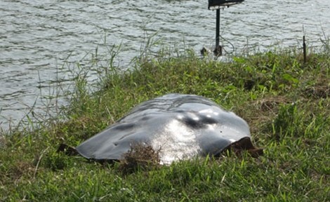 Một số hình ảnh đáng nhớ về cụ rùa của PGS Hà Đình Đức ảnh 2