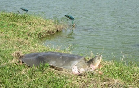 Một số hình ảnh đáng nhớ về cụ rùa của PGS Hà Đình Đức ảnh 3