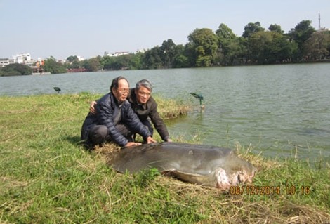 Một số hình ảnh đáng nhớ về cụ rùa của PGS Hà Đình Đức ảnh 4