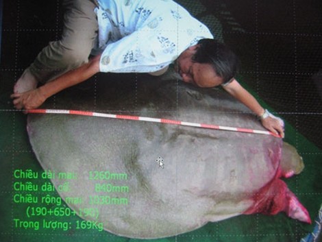 Một số hình ảnh đáng nhớ về cụ rùa của PGS Hà Đình Đức ảnh 6