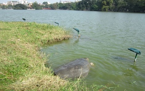 Một số hình ảnh đáng nhớ về cụ rùa của PGS Hà Đình Đức ảnh 7