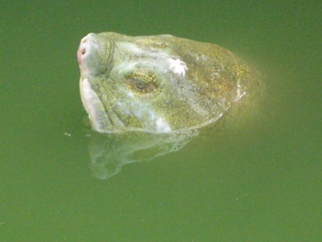 Một số hình ảnh đáng nhớ về cụ rùa của PGS Hà Đình Đức ảnh 8