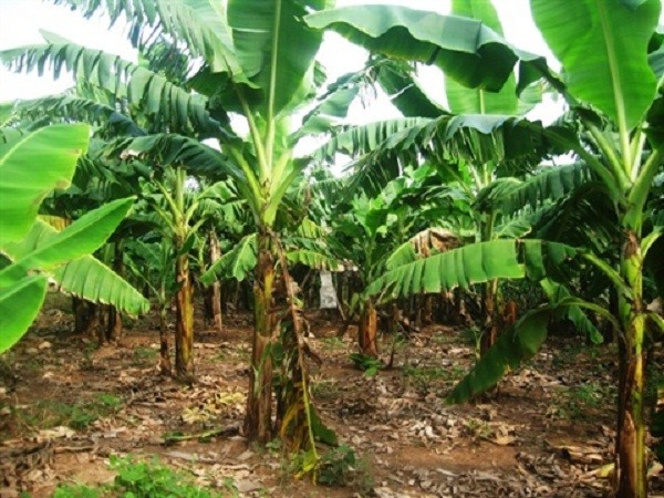 Kỳ án chiếc áo con của vợ rơi trong vườn chuối ảnh 1