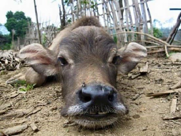 Tuyết rơi trên diện rộng tại Mù Cang Chải ảnh 6