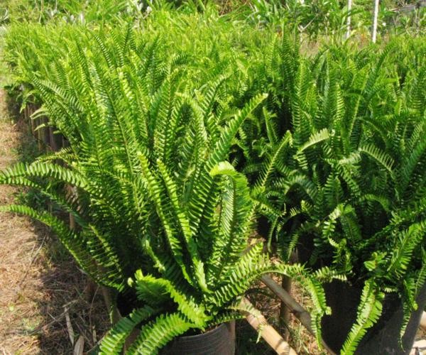 4 loại rau mọc hoang dễ tìm giúp bạn 'trường thọ' ảnh 3