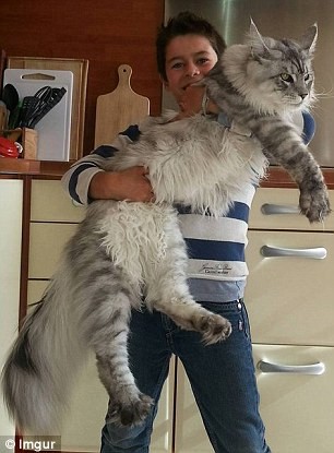 Sửng sốt ngắm những con mèo ‘khổng lồ’ trên thế giới ảnh 8