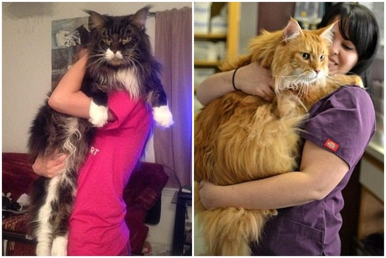 Sửng sốt ngắm những con mèo ‘khổng lồ’ trên thế giới ảnh 6