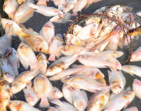 Hàng trăm hộ dân bất lực nhìn cá chết trắng sông ảnh 4