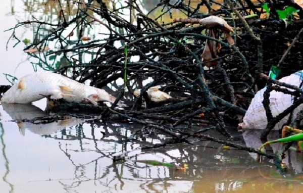 Hàng trăm hộ dân bất lực nhìn cá chết trắng sông ảnh 5