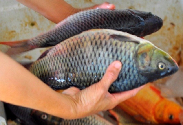 Hàng trăm hộ dân bất lực nhìn cá chết trắng sông ảnh 7