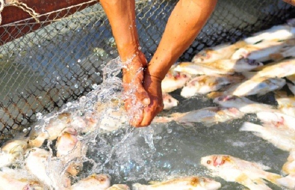 Hàng trăm hộ dân bất lực nhìn cá chết trắng sông ảnh 8