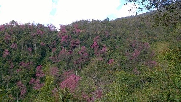  Rực rỡ mùa hoa Tớ Dày trên thung lũng La Pán Tẩn ảnh 1