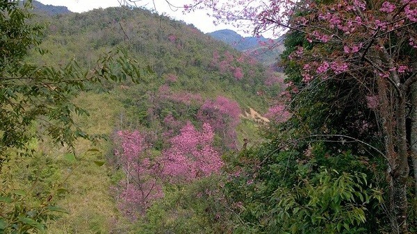  Rực rỡ mùa hoa Tớ Dày trên thung lũng La Pán Tẩn ảnh 6