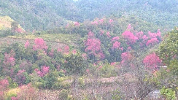  Rực rỡ mùa hoa Tớ Dày trên thung lũng La Pán Tẩn ảnh 5