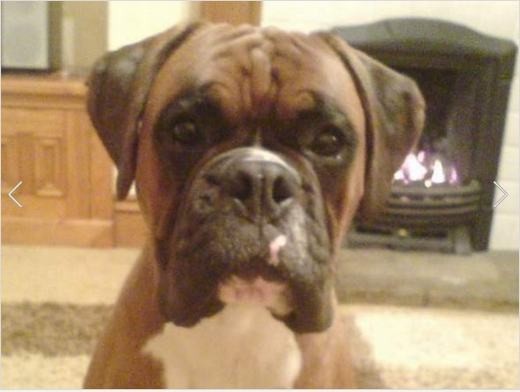 Chi hơn 2 tỷ đồng để 'hồi sinh” cún cưng đã chết ảnh 3