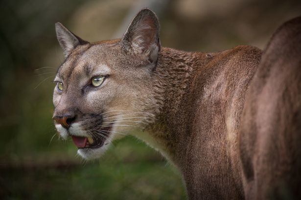Phát hiện con báo núi kỳ lạ với hàm răng thứ 2 mọc trên trán ảnh 2
