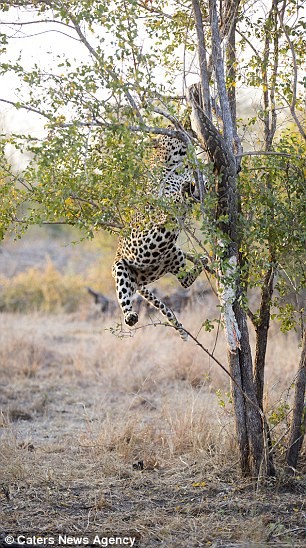 Báo đốm đói bụng kéo con trăn từ trên cây xuống xơi tái ảnh 5