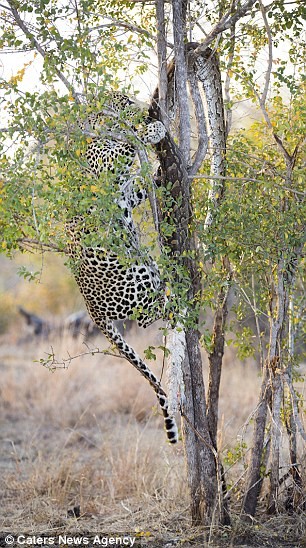 Báo đốm đói bụng kéo con trăn từ trên cây xuống xơi tái ảnh 6