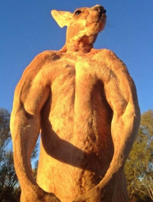 Phát sốt với 'soái ca' kangaroo thân hình 6 múi ở Úc ảnh 2