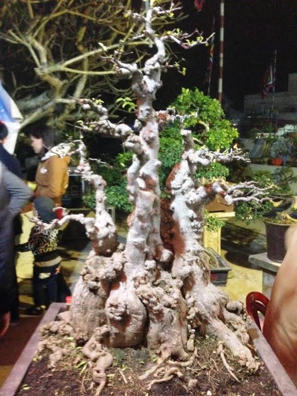 Cận cảnh cây mai giá đắt nhất chợ Viềng ảnh 1