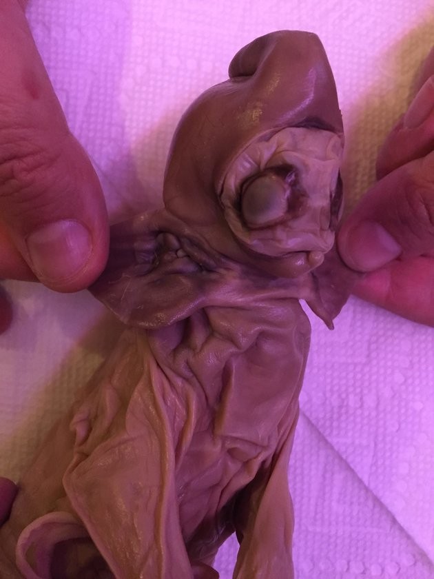 Tìm thấy xác ‘quái vật ngoài hành tinh’ đầy kỳ dị ảnh 2