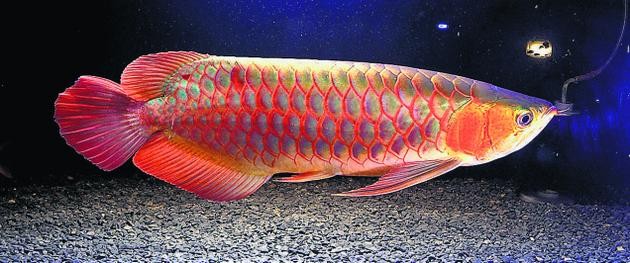 Những sự thật bất ngờ về loài cá cảnh ảnh 2