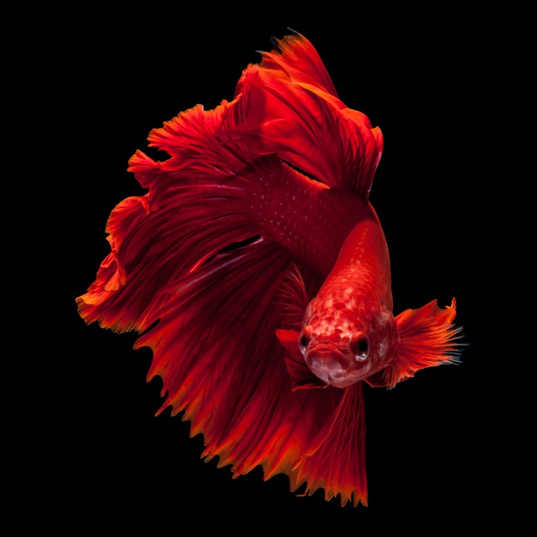 Những sự thật bất ngờ về loài cá cảnh ảnh 4