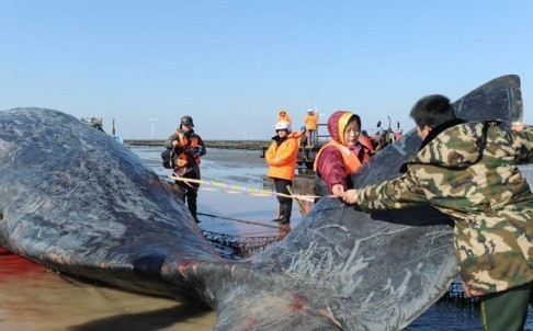 2 cá voi to như tàu ngầm dạt vào bờ biển Trung Quốc ảnh 1