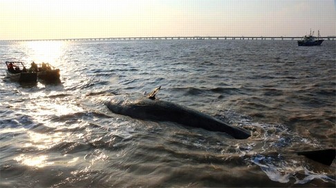 2 cá voi to như tàu ngầm dạt vào bờ biển Trung Quốc ảnh 3