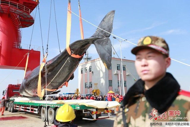 2 cá voi to như tàu ngầm dạt vào bờ biển Trung Quốc ảnh 4