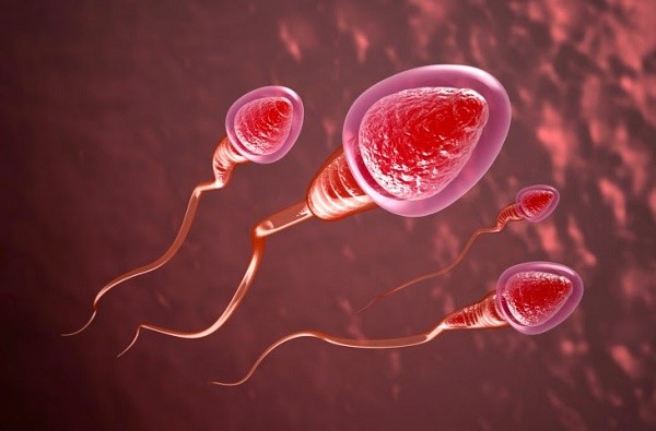 Mùi của 'tinh binh' ẩn chứa những điều bí mật không ngờ ảnh 1